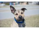 Adopt M&Atilde&copyo a TanYellowFawn - with Black German Shepher