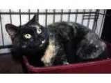 Adopt Airielle-loves to be petted a Tortoiseshell