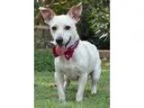 Adopt Spike a White - with Tan Yellow or Fawn Corgi  Mixed dog i
