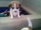 Beagle puppies