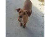 Adopt Cocoa a Black - with White Dachshund  Mixed dog in Transfe