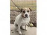 Adopt Sally a Jack Russell Terrier Mixed dog in Salt Lake City