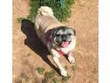 Adopt Pugsley a Pug