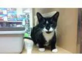 Adopt justice a Domestic Short Hair-black and white