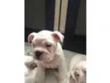 eerrgghh.Quality English Bulldog Puppies