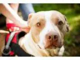 Adopt Brim a American Staffordshire Terrier