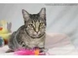 Adopt Aldine a Gray or Blue Domestic Shorthair  Mixed cat in San