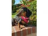 Adopt Lily  GENTLE WITH CATS  a Black - with Tan Yellow or Fawn 