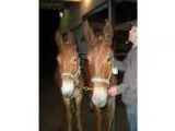 Adopt Fred a Mule