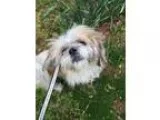 Adopt Charlie a Black - with Gray or Silver Dachshund  Mixed dog