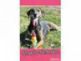 Adopt Starla (senior discount) a Brindle Plott Hound Treeing Wa