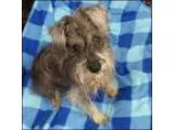 Adopt Scruffy a Standard Schnauzer  Mixed dog in Shreveport LA (