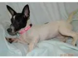 Adopt Jules a Fox Terrier