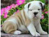 Lux AKC Reg English Bulldog puppies Ready for sale