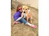 Adopt Tanner PERSONALITY PLUS a RedGoldenOrangeCh estnut Labrado