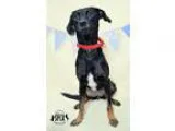 Adopt Dixie at Jefferson Feed a Miniature Pinscher  Mixed dog in