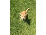 Adopt Giacomo a Dachshund Labrador Retriever