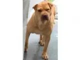 Adopt Sunshine-shelter a Shar Pei