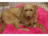 Adopt Diller a TanYellowFawn Norfolk Terrier  Mixed dog in Hilto
