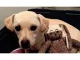 Adopt Poppy a Jack Russell Terrier Terrier