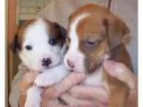 Adopt Perla a Black - with Brown Red Golden Orange or Chestnut M