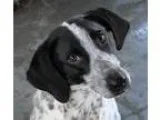Adopt Lexi a White - with Black Hound (Unknown Type)  Mixed dog 