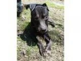 Adopt Clover a Staffordshire Bull Terrier