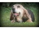 Adopt Miss Divine a Beagle