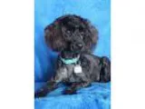 Adopt Pepper a Black Poodle (Toy or Tea Cup)  Mixed dog in Wichi