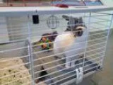 Adopt AVERY a White - with Tan Yellow or Fawn Great Pyrenees  Mi
