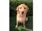 Adopt Craven a Golden Retriever