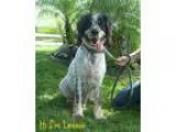 Adopt Lennie a English Springer Spaniel English Setter