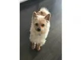 Adopt Duffy a White - with Red Golden Orange or Chestnut Cairn T