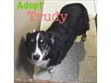 Adopt Trudy a Australian Shepherd
