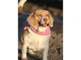 Adopt Missy a TanYellowFawn - with White Beagle  Mixed dog in Tr
