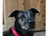 Annabelle - Female Hound (Unknown Type) Mix