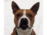 Adopt Spock a Pit Bull Terrier Bull Terrier