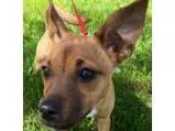 Adopt Lillie a Cairn Terrier Jack Russell Terrier