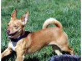 Adopt Timmy a TanYellowFawn - with White Dachshund  Terrier (Unk