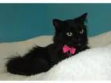 Adopt Ashlee a Domestic Longhair  Mixed (short coat) cat in Cinc