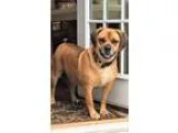 Adopt Rocky a TanYellowFawn Pug  Beagle  Mixed dog in New York