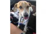 Adopt Moses a Jack Russell Terrier (Parson Russell Terrier)