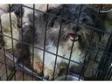 Adopt Lindy a Black - with White Shih Tzu  Mixed dog in Fairfiel