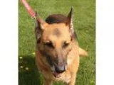 Adopt Brandy A004532 a German Shepherd Dog