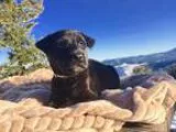 Adopt Spruce a Black - with White Labrador Retriever  Siberian H