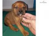 Jackie and Master s Fawn Male in NE Ind