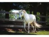 Adopt Junior a Thoroughbred