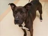 Adopt Misty a Labrador Retriever  Mixed dog in Portland OR (1522
