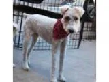 Adopt Charlie a Wire Fox Terrier