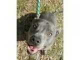 Adopt Blu a GrayBlueSilverSal t and Pepper American Staffordshir